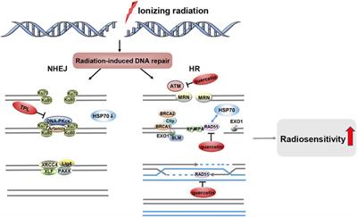 Advances in the study of HSP70 inhibitors to enhance the sensitivity of tumor cells to radiotherapy